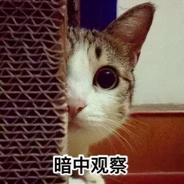 猫发春是什么样的(猫发春几月份)