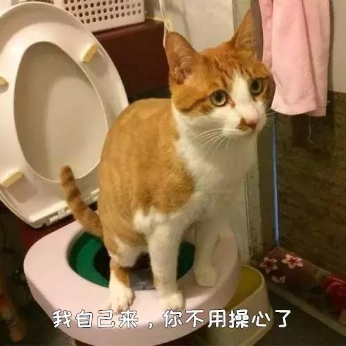 猫砂是什么垃圾(猫砂是什么垃圾分类)