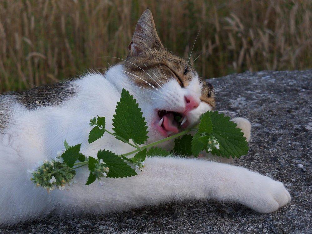 为什么要给猫吃猫薄荷(能给猫吃猫薄荷吗)