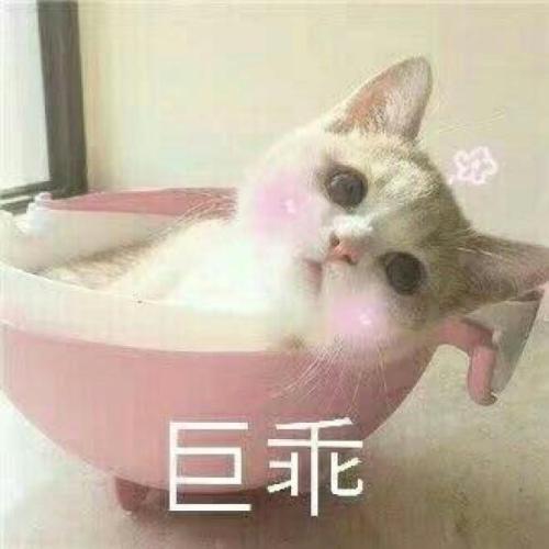 小猫一直嘬一个地方 猫为什么嘬人