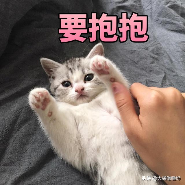 宠物猫多久洗一次澡(猫多久洗一次澡比较好)