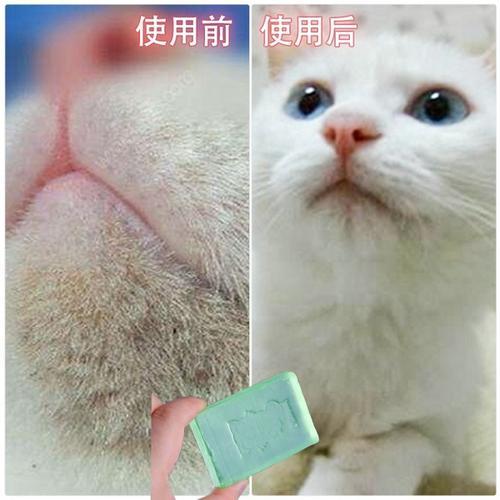 猫咪黑下巴怎么治(猫咪黑下巴的原因是什么)