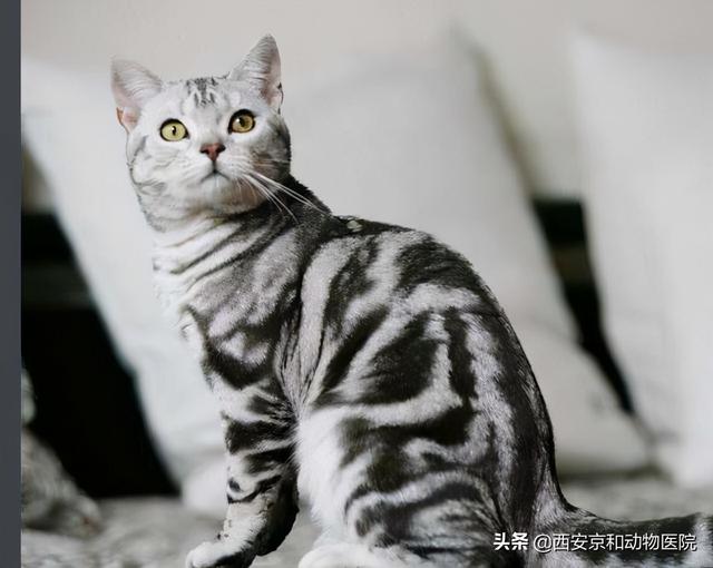 猫的品种及图片名字(猫的品种介绍及图片)