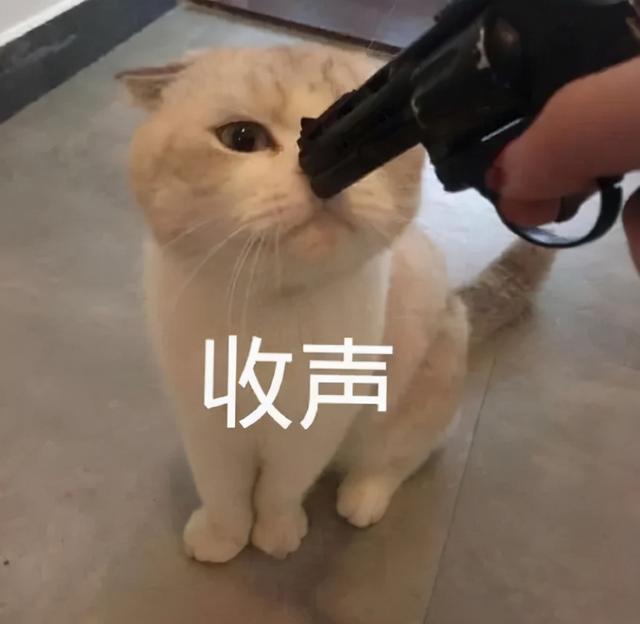 家猫和宠物猫的区别(家猫和宠物猫的区别在哪里)