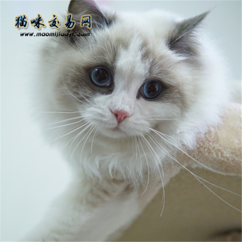 为什么叫布偶猫？主人必知小常识