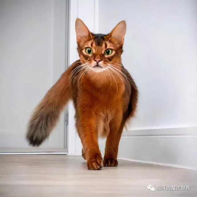 索马里猫图片(索马里猫好养吗)