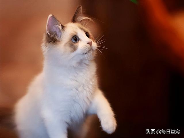 猫的记忆力有多长(猫的记忆力有多长时间)