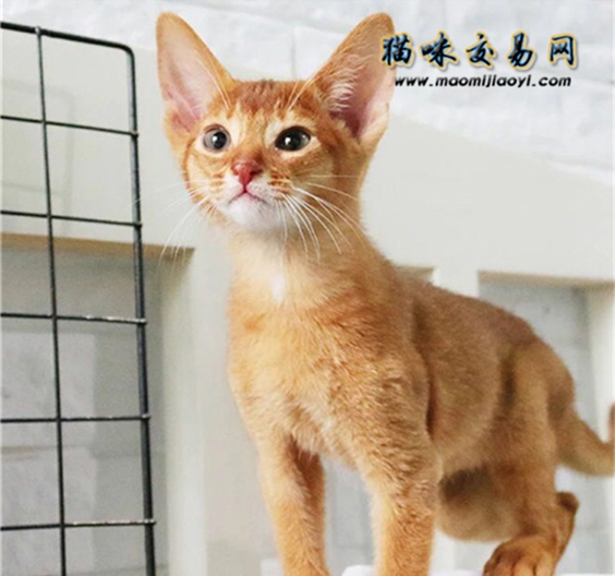 阿比西尼亚猫吃什么猫粮最好？