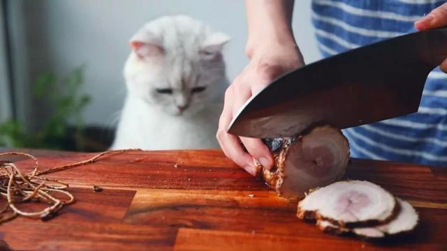 能给猫吃猪肉吗(可以给猫吃猪肉吗)