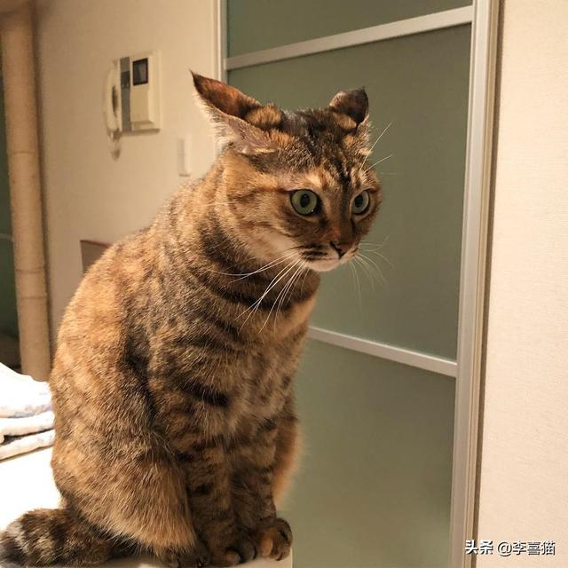 猫咪飞机耳代表什么意思(猫咪飞机耳是什么意思)