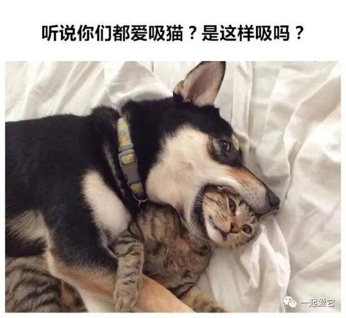 什么是吸猫 吸猫到底是对猫干嘛