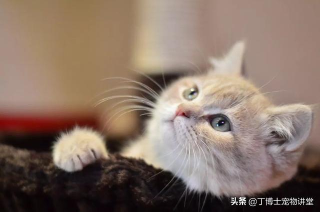 猫做绝育前后注意事项(猫做绝育前后注意事项有哪些)