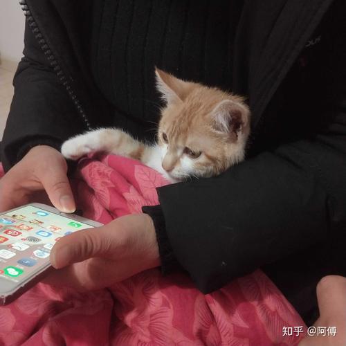 猫愿意在你怀里睡说明 猫对主人的记忆有多久