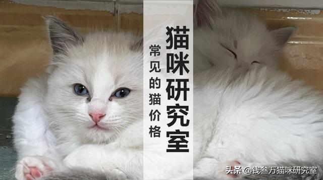 猫咪怀孕多久才生(猫咪怀孕多久才生产)