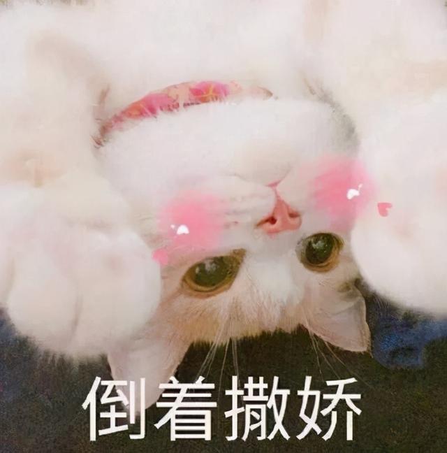 有创意的猫咪名字(有创意的猫咪名字两个字)