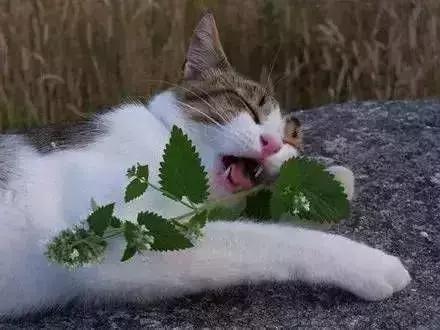 猫薄荷对猫有危害么(猫薄荷对猫是否有害处)