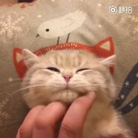 猫身上的味道让人上瘾吗 猫咪为什么自带香味