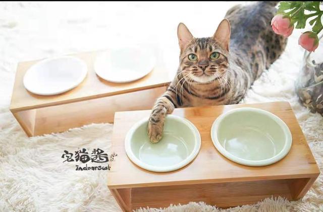 养2个月小猫攻略(小猫两个月怎么养)