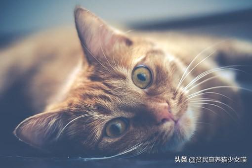 加菲猫为什么会流眼泪(加菲猫流眼泪是怎么回事)