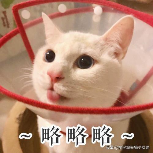 猫黑下巴不治疗要紧么(猫黑下巴不治疗可以吗)