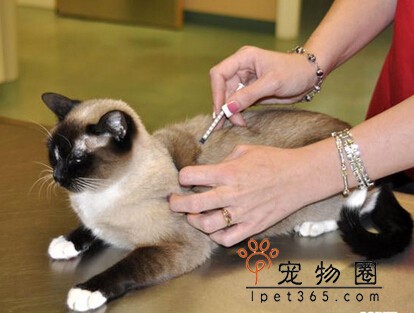 猫疫苗后4天不吃饭 猫打了疫苗后多久恢复胃口