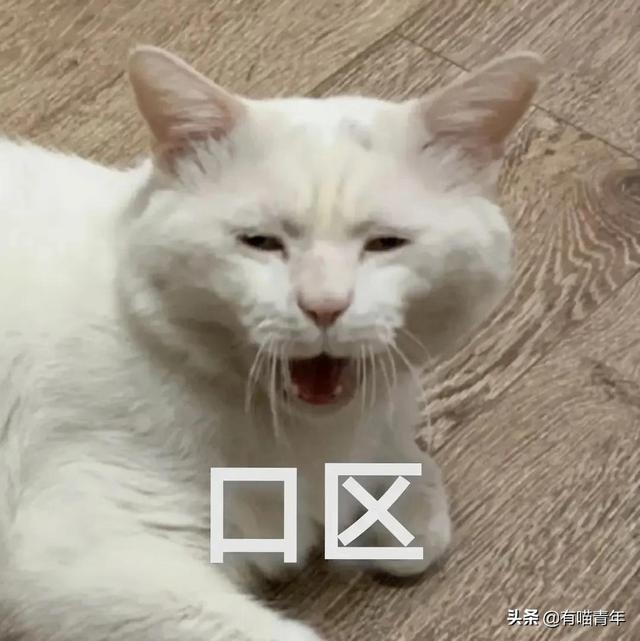 世界上最丑的猫长什么样(世界上最丑的猫图片)