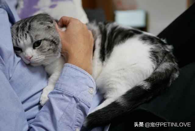 猫咪对主人有没有感情(猫咪对主人有感情吗)