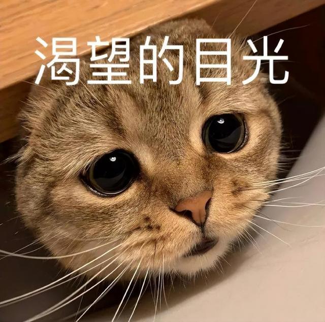 小猫表情包(小猫表情包沙雕)