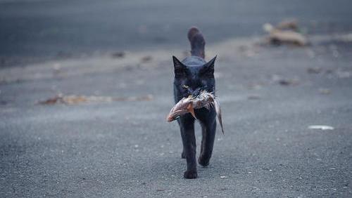 猫咪能吃奶油吗(猫咪能吃奶油么)