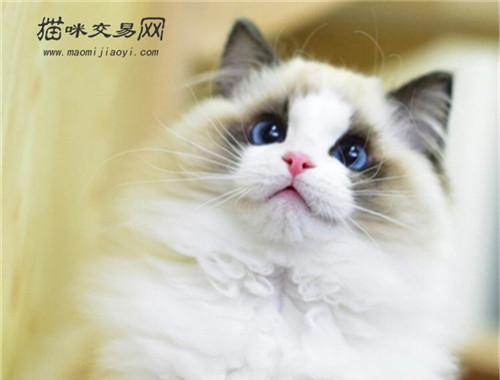 猫咪向你眨眼睛说明了什么? 在向你暗示什么?