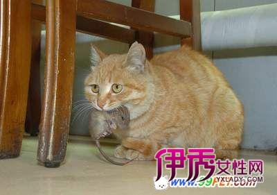 猫产仔数量由什么决定 母猫为什么只怀一只