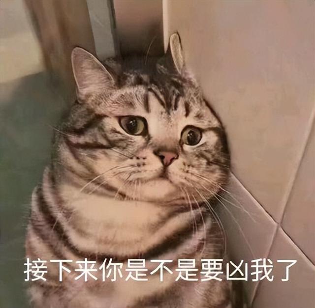 小猫表情包(小猫表情包沙雕)