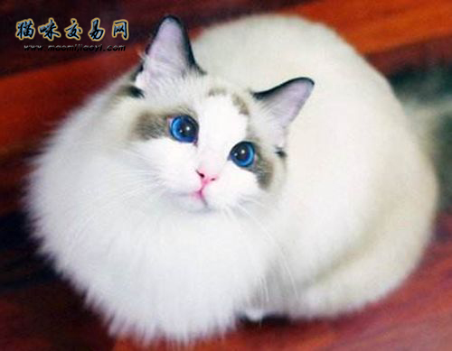 Ragdoll：带你走进布偶猫的世界! 布偶猫多少钱一只?