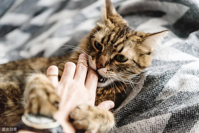 猫艾滋病会传染人吗(猫艾滋会传染人类吗)