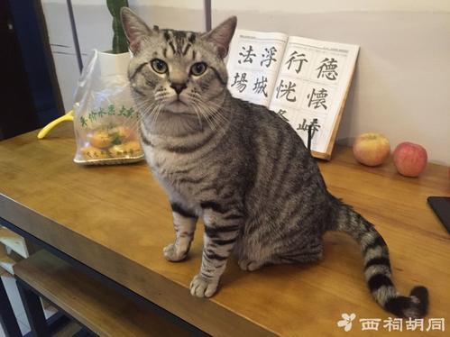 头胎小猫存活率 母猫的第一胎容易死