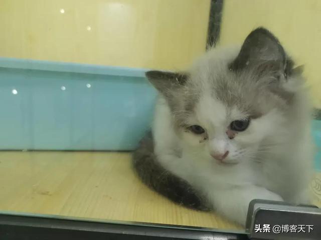 最大的宠物猫交易平台(宠物猫买卖交易平台)