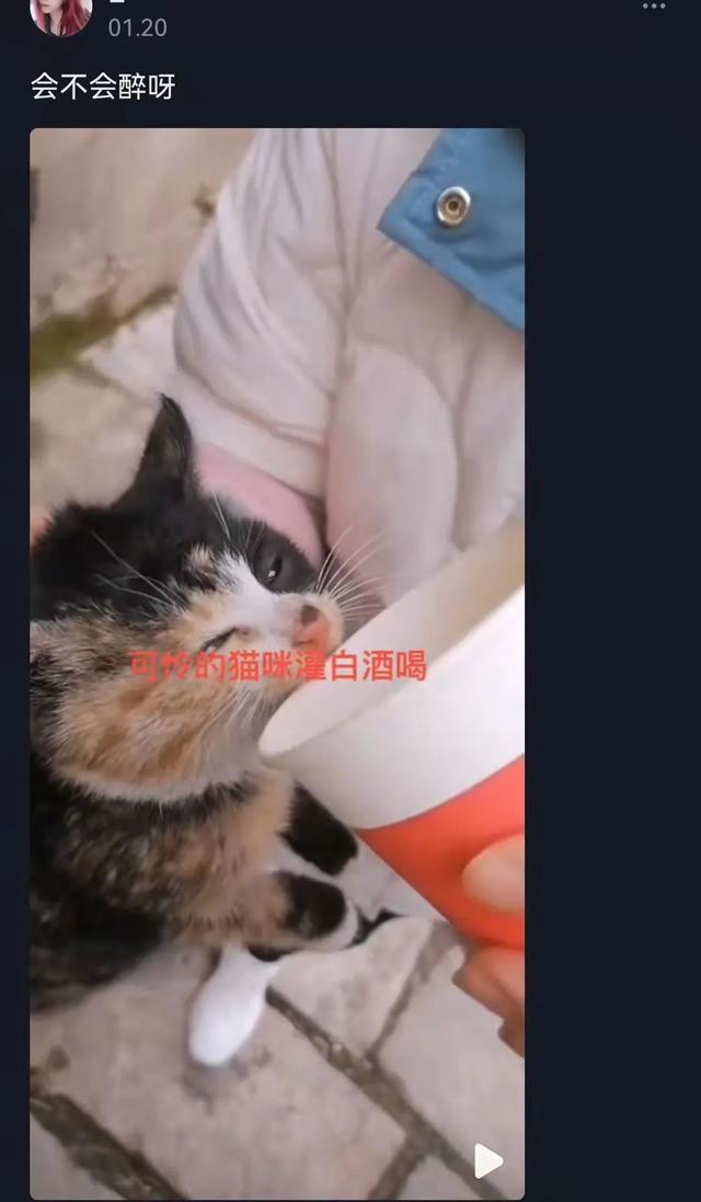 猫咪可以吃奶油吗(猫咪不能吃奶油吗)