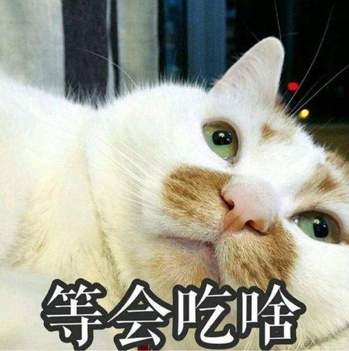 猫发腮一周吃几次牛肉 猫咪几个月可以喂生牛肉