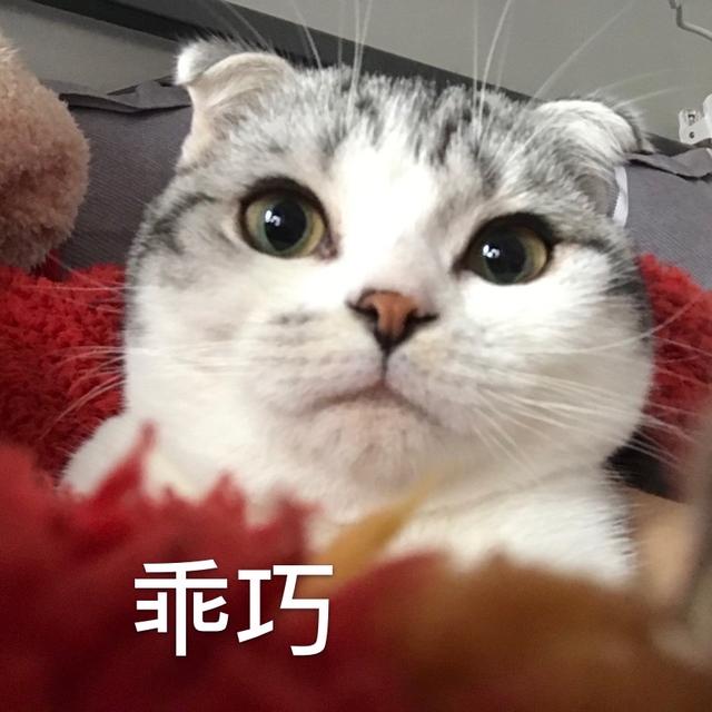 公猫什么时候做绝育(公猫什么时候做绝育比较好)