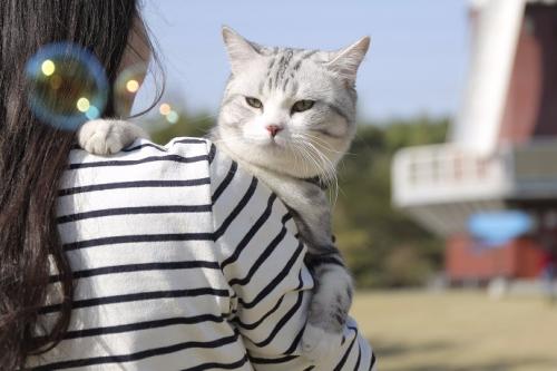 了解暹罗猫的性格和特点