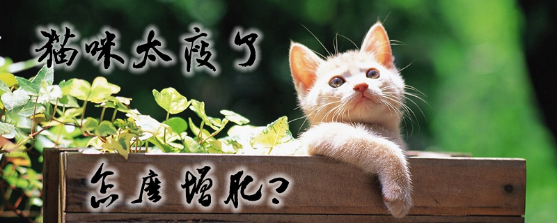 猫太瘦怎么长胖？