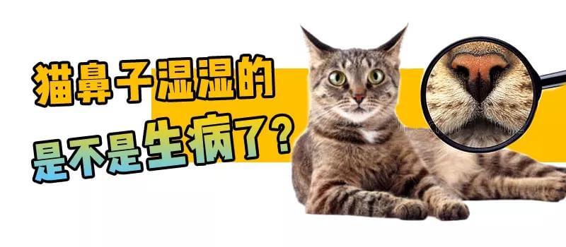 猫咪鼻子湿湿的，会不会是“感冒”了？