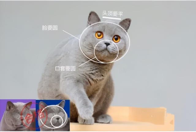 英短蓝猫怎么看品相(英短蓝猫怎么看品相好不好)