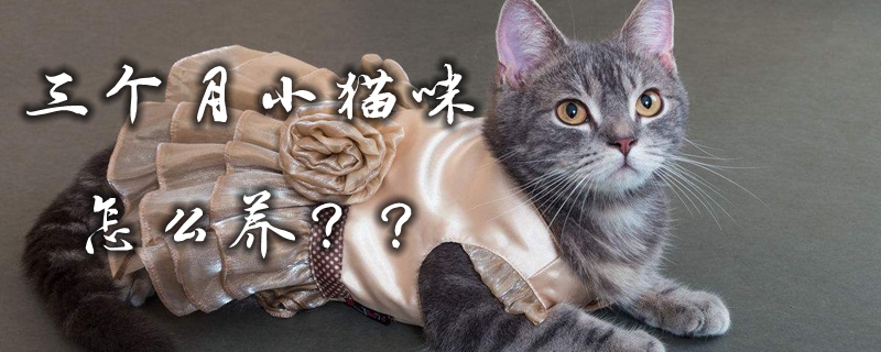 如何养一只三个月的小猫？