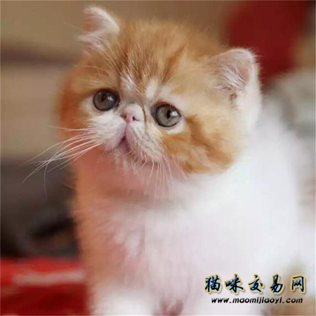 波斯猫与加菲猫 你更倾向于哪个呢？