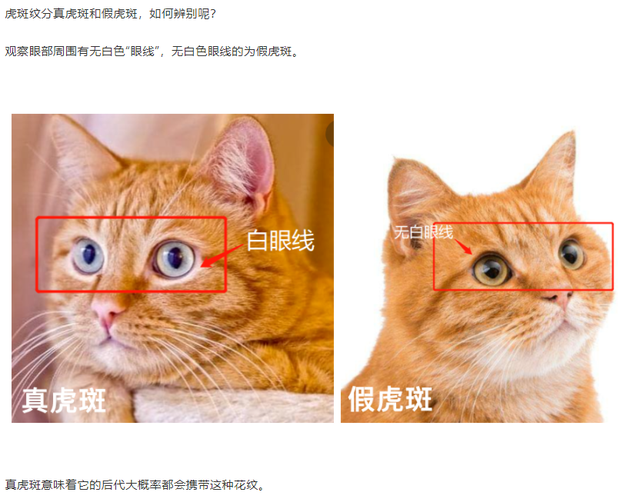 手套色布偶猫是不是串(为什么叫手套色布偶猫)