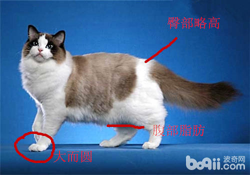 布偶猫品相问题：布偶猫为何这么贵？