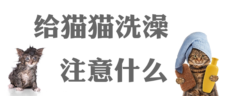 给猫洗澡需要注意什么？