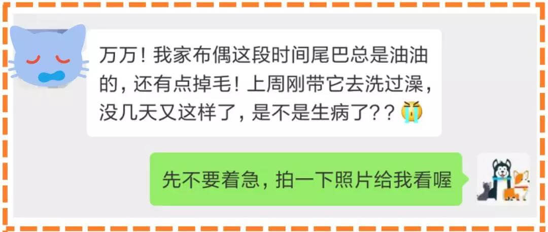 夏天到了!“油尾巴”也开始出来害猫了