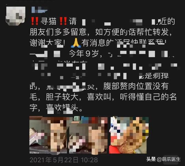 猫丢了找回来的巧方法(美短猫丢了找回来的巧方法)